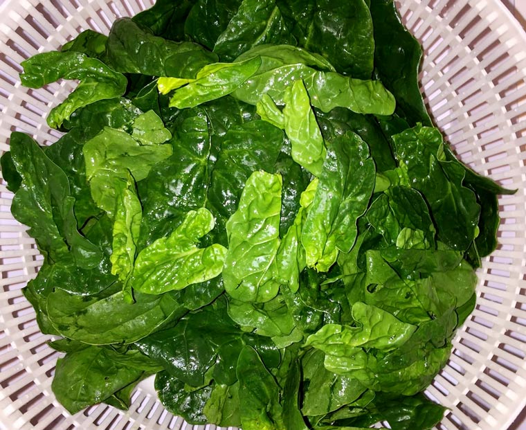 spinat