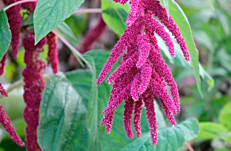 amaranth