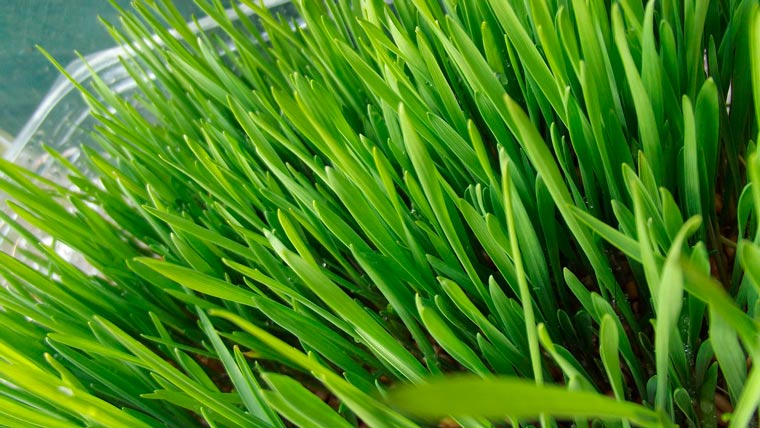 weizengrass1